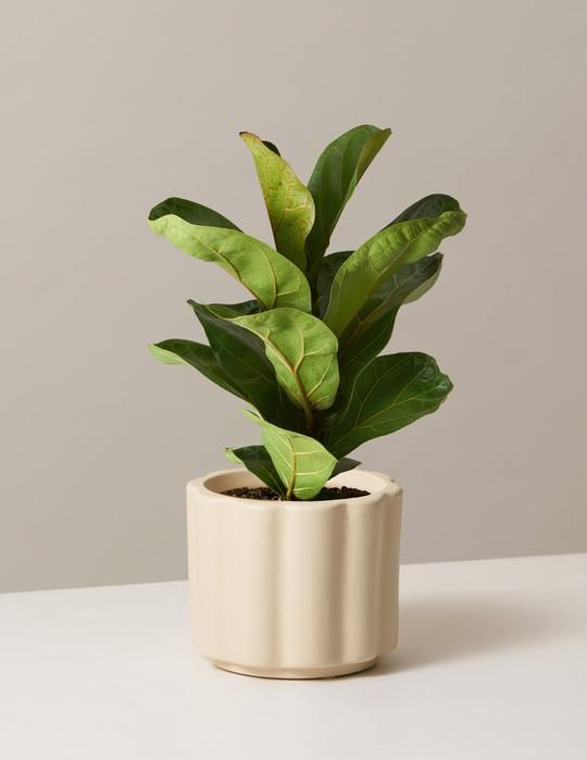 How to care for a Fiddle Leaf Fig _ Plant Care 101 Blog How to care for a fiddle leaf fig plant care 101 blog
