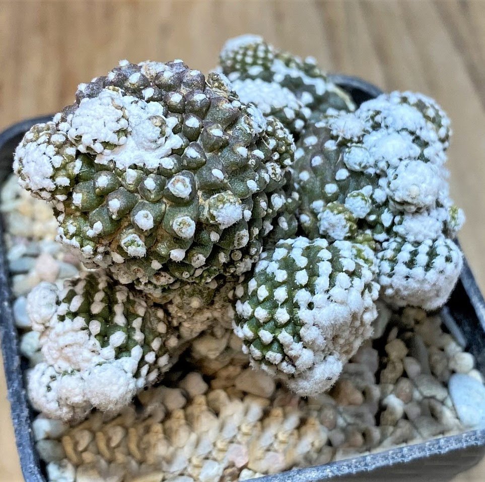 Copiapoa tenuissima f. monstrosa – Rare Black-Spined Cactus