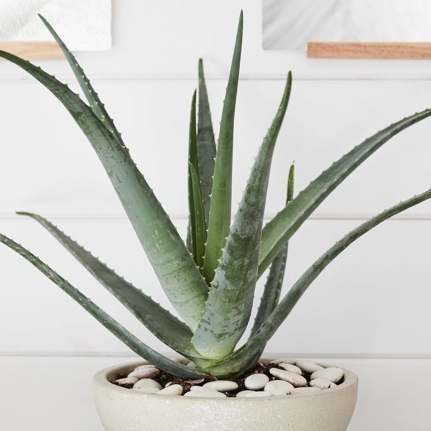 Aloe vera barbadensis – Classic Aloe, Natural Healing Succulent