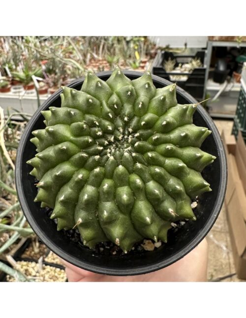 Gymnocalycium mihanovichii inermis cristata
