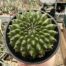 Gymnocalycium mihanovichii inermis cristata